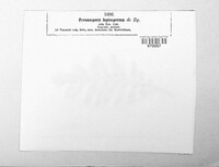 Peronospora leptosperma image